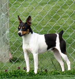 rat terrier kennels